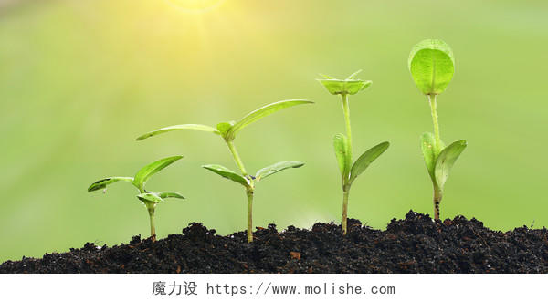 绿色植物发芽创意光晕效果展板背景发芽的植物